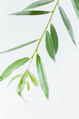 Salix alba haute-tige 18/20