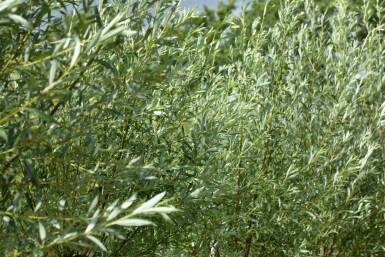 Salix alba haute-tige 18/20