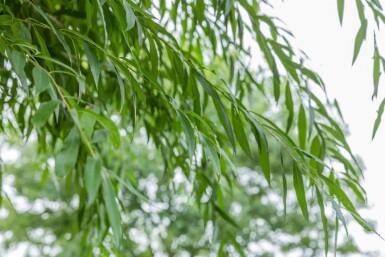 Salix alba haute-tige 18/20