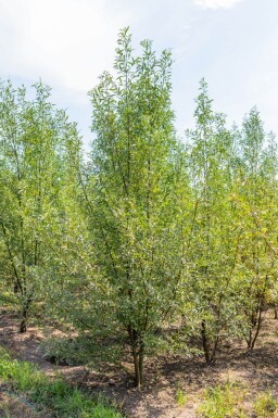 Salix alba cépée 300-350