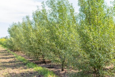 Salix alba cépée 300-350