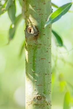Salix alba cépée 300-350