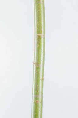 Salix alba cépée 300-350