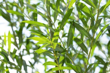 Salix alba cépée 300-350