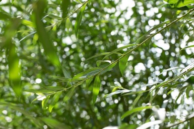 Salix alba cépée 300-350