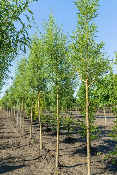 Salix alba 'Chermesina' haute-tige 10/12
