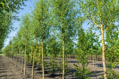 Salix alba 'Chermesina' haute-tige 10/12