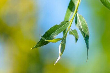 Salix alba 'Chermesina' haute-tige 10/12