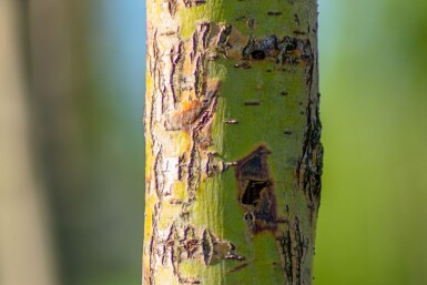Salix alba 'Chermesina' cépée