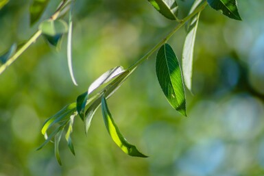Salix alba 'Chermesina' cépée