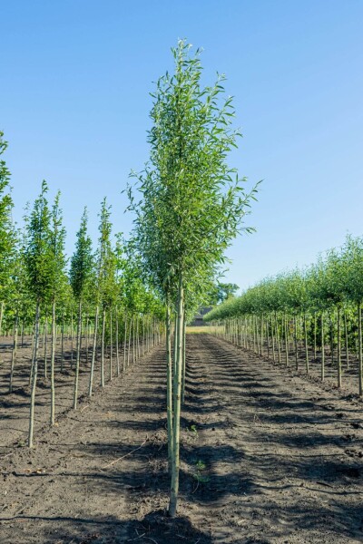 Salix alba 'Liempde' haute-tige 10/12