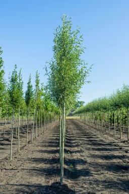 Salix alba 'Liempde' haute-tige 10/12