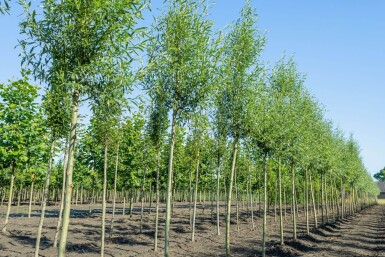 Salix alba 'Liempde' haute-tige 10/12