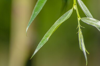 Salix alba 'Liempde' haute-tige 10/12