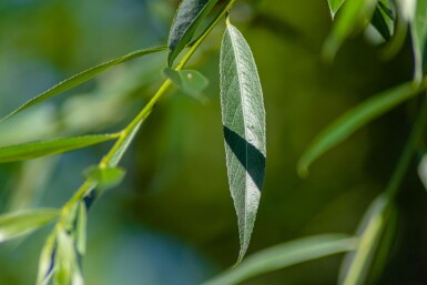 Salix alba 'Liempde' haute-tige 10/12