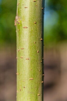 Salix alba 'Liempde' haute-tige 10/12