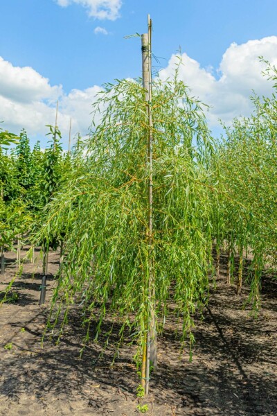 Salix x sepulcralis 'Chrysocoma' haute-tige 16/18