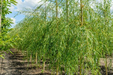 Salix x sepulcralis 'Chrysocoma' haute-tige 16/18