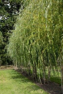 Salix x sepulcralis 'Chrysocoma' haute-tige 16/18