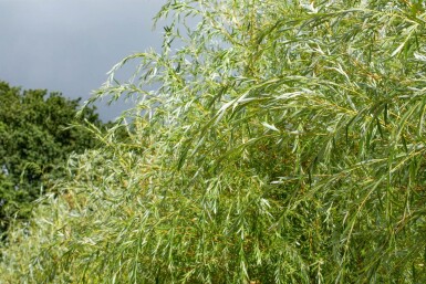 Salix x sepulcralis 'Chrysocoma' haute-tige 16/18