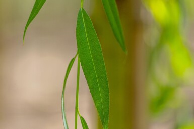 Salix x sepulcralis 'Chrysocoma' cépée