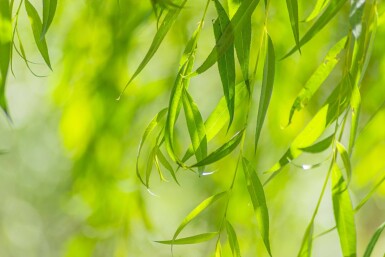 Salix x sepulcralis 'Chrysocoma' cépée