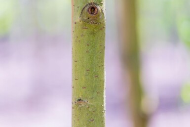 Salix x sepulcralis 'Chrysocoma' cépée