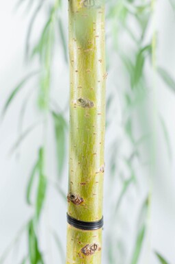 Salix x sepulcralis 'Chrysocoma' cépée