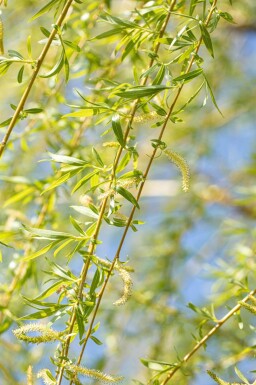 Salix x sepulcralis 'Chrysocoma' cépée