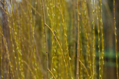 Salix x sepulcralis 'Chrysocoma' cépée