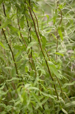 Salix babylonica 'Tortuosa' haute-tige 20/25