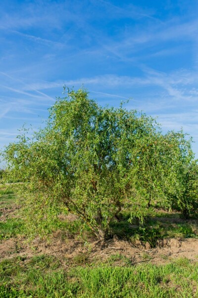 Salix babylonica 'Tortuosa' cépée 200-250