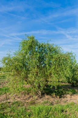 Salix babylonica 'Tortuosa' cépée 200-250