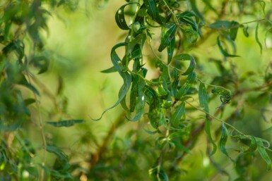 Salix babylonica 'Tortuosa' cépée 200-250