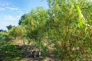 Salix babylonica 'Tortuosa' cépée 200-250