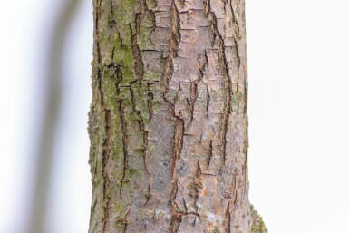 Salix babylonica 'Tortuosa' cépée 200-250