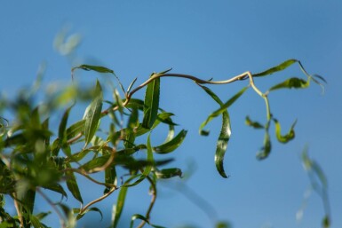 Salix babylonica 'Tortuosa' cépée 200-250