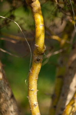 Salix babylonica 'Tortuosa' cépée 200-250