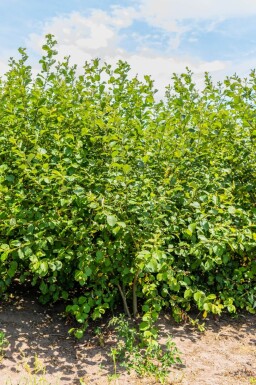 Salix caprea cépée