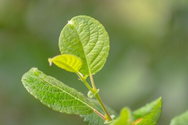 Salix caprea cépée