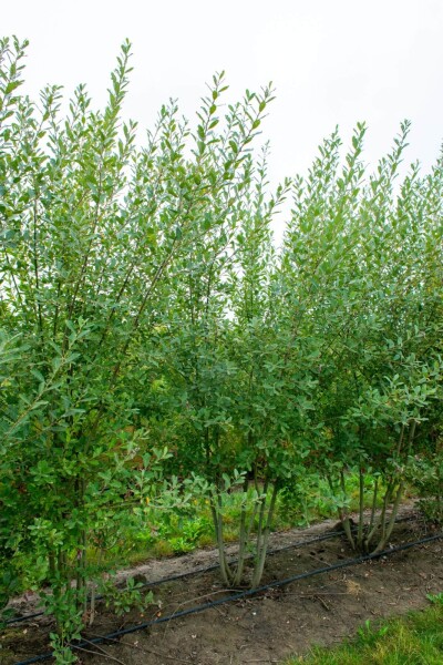 Salix cinerea cépée 200-250