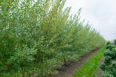 Salix cinerea cépée 200-250
