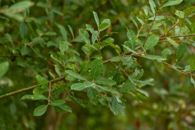 Salix cinerea cépée 200-250