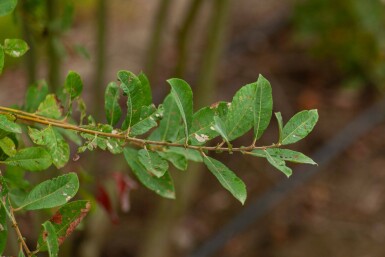 Salix cinerea cépée 200-250