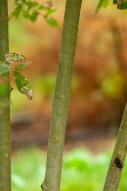 Salix cinerea cépée 200-250