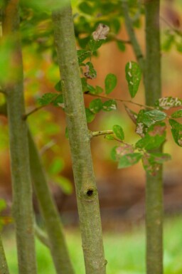 Salix cinerea cépée 200-250