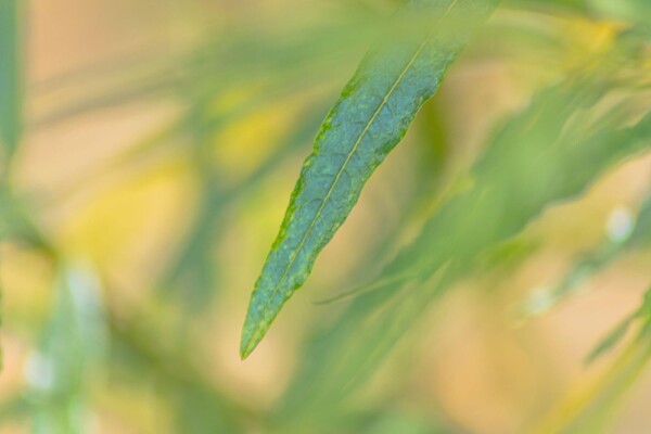 Salix fragilis haute-tige 14/16