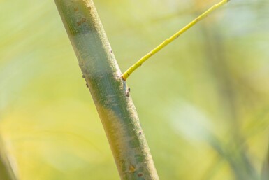 Salix fragilis haute-tige 14/16