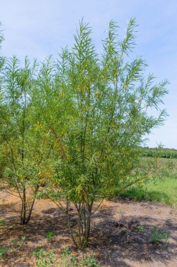 Salix fragilis cépée 200-250