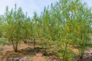 Salix fragilis cépée 200-250